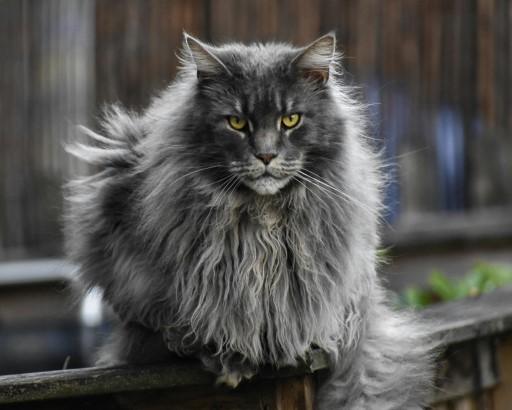 Maine Coon Grey Cats12