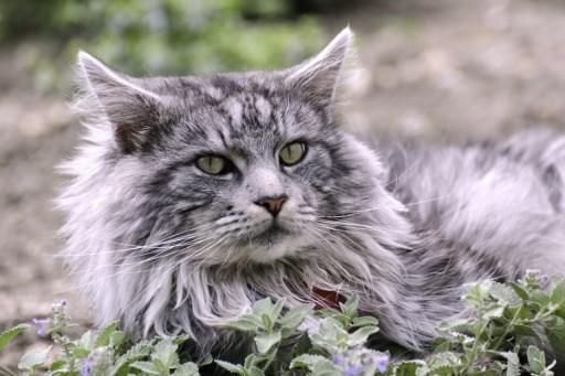 Maine Coon Grey Cats14
