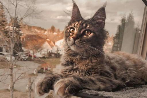 Maine Coon Grey Cats15