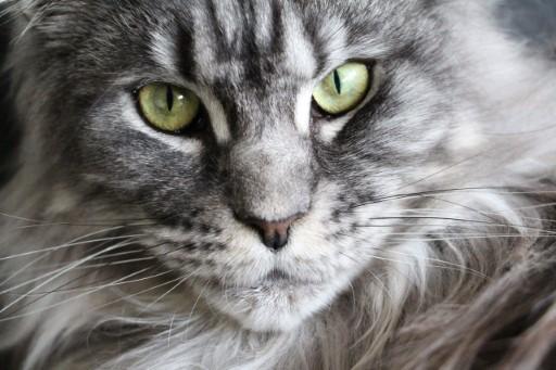 Maine Coon Grey Cats2
