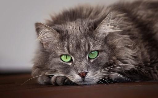 Maine Coon Grey Cats22