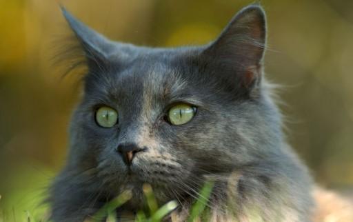Maine Coon Grey Cats23