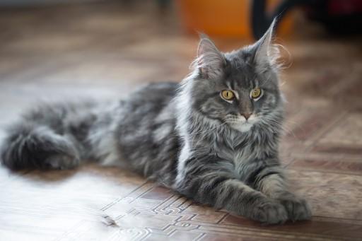 Maine Coon Grey Cats27