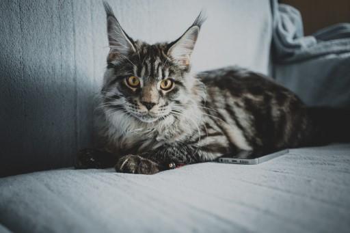 Maine Coon Grey Cats3