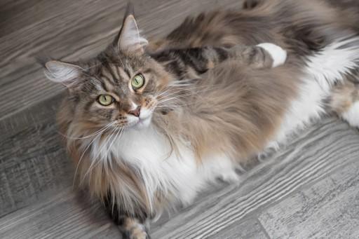 Maine Coon Grey Cats30