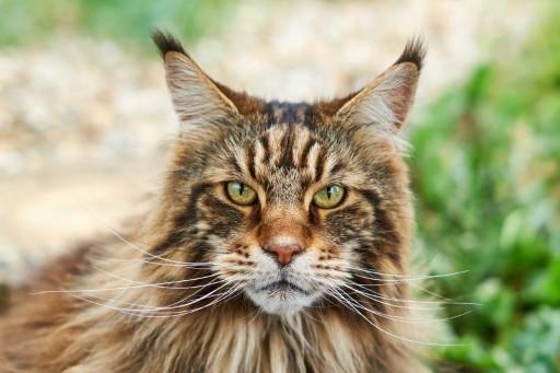 Maine Coon Grey Cats32