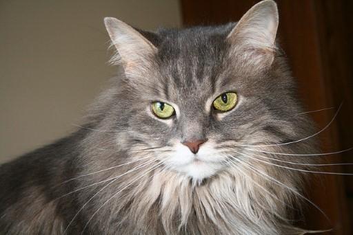 Maine Coon Grey Cats34