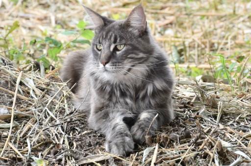 Maine Coon Grey Cats35