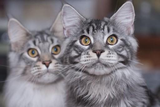 Maine Coon Grey Cats4
