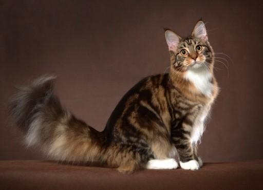 Maine Coon Grey Cats43