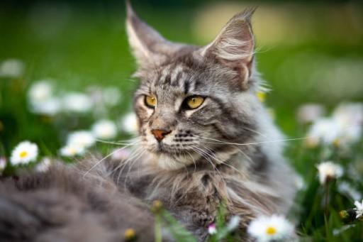 Maine Coon Grey Cats46