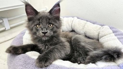 Maine Coon Grey Cats5