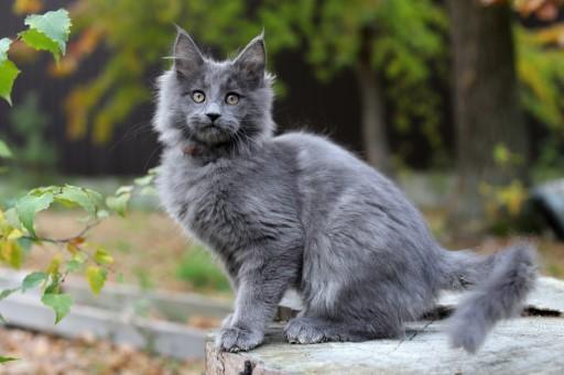 Maine Coon Grey Cats51