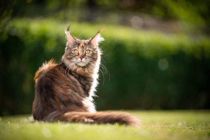 Maine Coon e1733288653601
