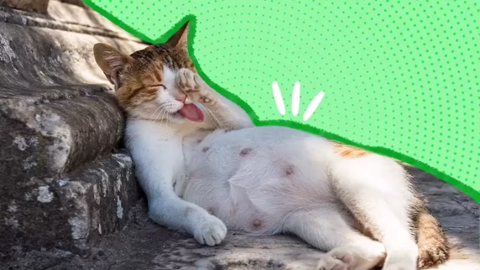 Other Signs of Pregnancy in Cats e1734154001201