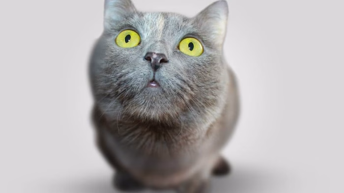 Personality characteristics of gray cats with green eye e1733373868569