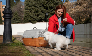 Read more about the article Whiskers on the Go: Navigating the World of Pet Carriers