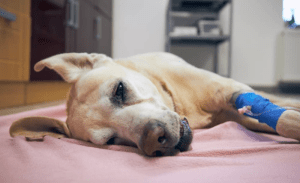 Read more about the article Why Should One Use In-Home Euthanasia to Put a Dog to Sleep?
