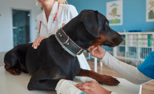 Read more about the article Benefits of Joint Supplements for Senior Dogs with Arthritis