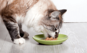 Read more about the article Top 5 Wholesale Cat Wet Food Trends Shaping 2025