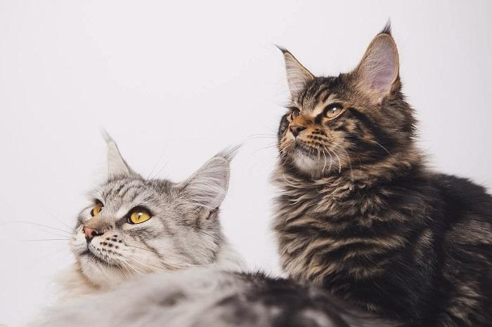 What Makes Maine Coon Cats So Photogenic