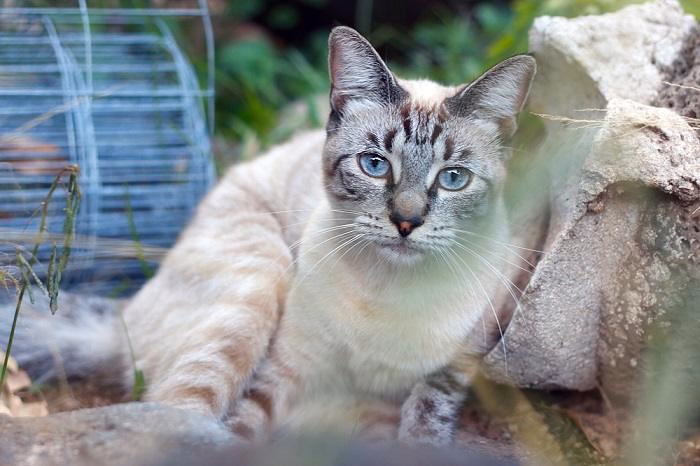 What makes Siamese Tabby cats special