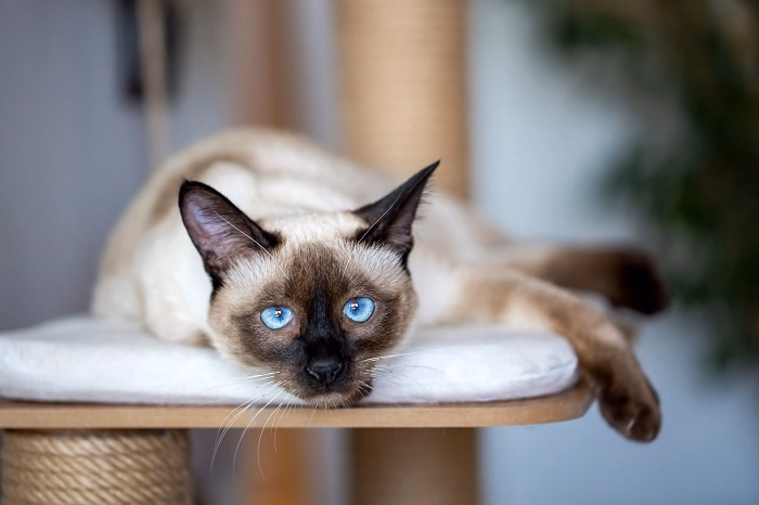 Why Do Siamese Cats Shed Less