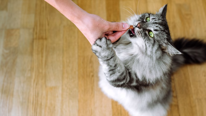 Why Do Some Cats React Negatively to Cerenia 1 e1734498517711