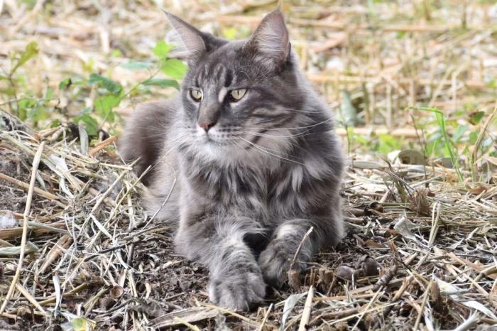 Why Maine Coon Cats That Have Gray Fur are Special e1733633368232