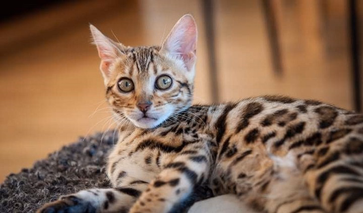 Read more about the article Bengal Tabby Mix: A Unique Blend of Wild Looks Gentle Charm 