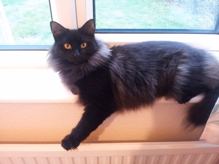 You are currently viewing Black Ragdoll Cats: The Beauty of a Rare Breed