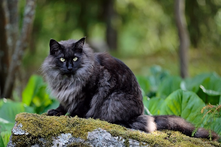 You are currently viewing Black Smoke Cats: The Enigmatic Elegance of a Rare Feline Beauty