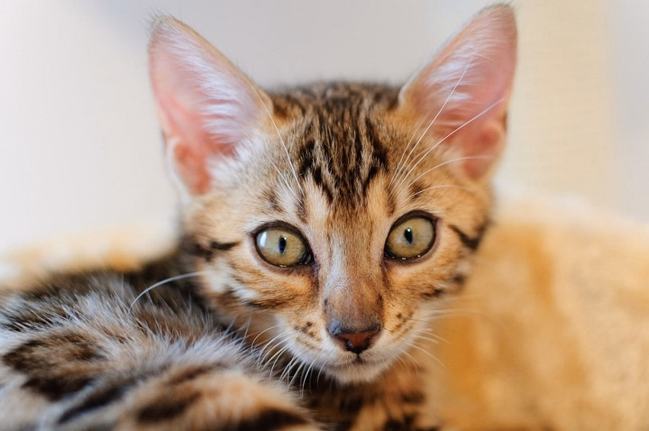 Read more about the article Bobcat-Domestic Cat Mix Kitten: What You Should Know
