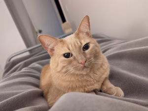 Read more about the article Buff-Colored Cats: Everything You Need to Know About These Unique Felines