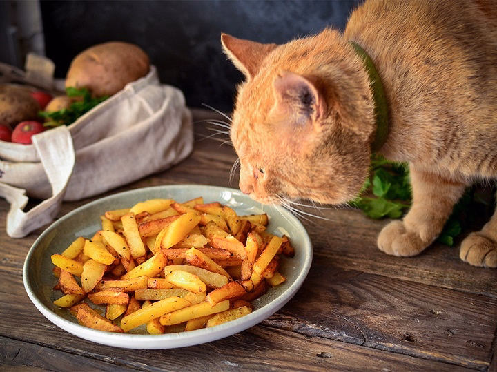 You are currently viewing Can Cats Eat French Fries?: What You Need to Know About Cats and Human Food