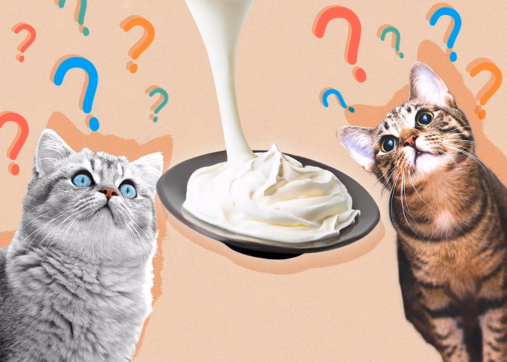 You are currently viewing Can Cats Eat Whipped Cream? A Comprehensive Guide for Cat Lovers