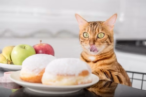 Read more about the article Can Cats Taste Spicy Food?