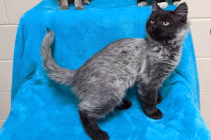 Read more about the article Fever Coat Cat: Unique Coat Condition in Kittens