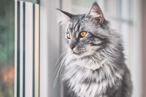 Read more about the article Gray Maine Coon Cats: The Sense and Significance of the Silver Royals in the Feline World