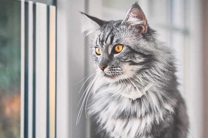 You are currently viewing Gray Maine Coon Cats: The Sense and Significance of the Silver Royals in the Feline World