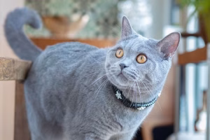 Read more about the article Grey Cat with Blue Eyes: Discovering the Allure of This Unique Feline Look