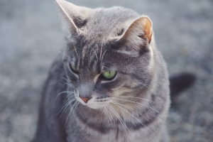 Read more about the article Gray Cat with Green Eyes: The Enchanting Beauty of a Timeless Feline Look