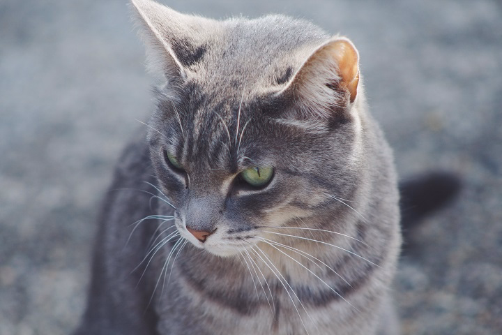 You are currently viewing Gray Cat with Green Eyes: The Enchanting Beauty of a Timeless Feline Look