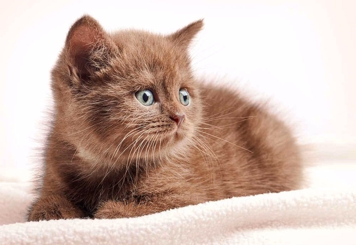 You are currently viewing How Rare Are Brown Cats? Exploring the Genetics Behind Brown Coats