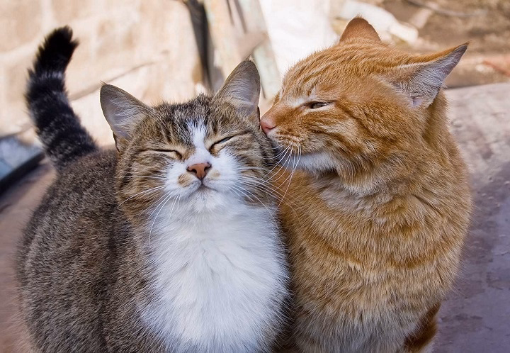 You are currently viewing How to Tell If Cats Are Bonded: Signs of Feline Friendship