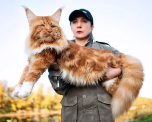 Read more about the article Images of Maine Coon Cats: Incorporating They Are Majestic Creatures