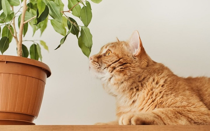 You are currently viewing Is Money Tree Toxic to Cats? A Pet-Safe Guide for Cat Owners