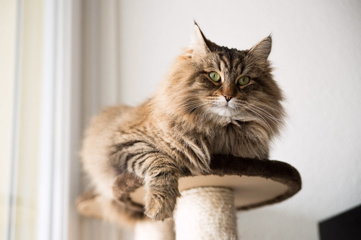 Read more about the article Maine Coon Cat Pictures: A Permanent Angle to Stunning Big Cats