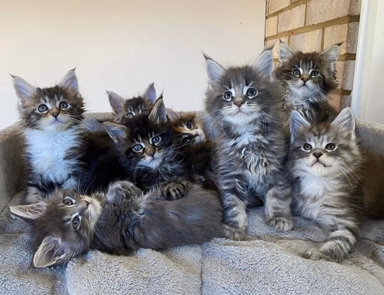 You are currently viewing Maine Coon Kittens for Sale: Finding Your Perfect Furry Companion