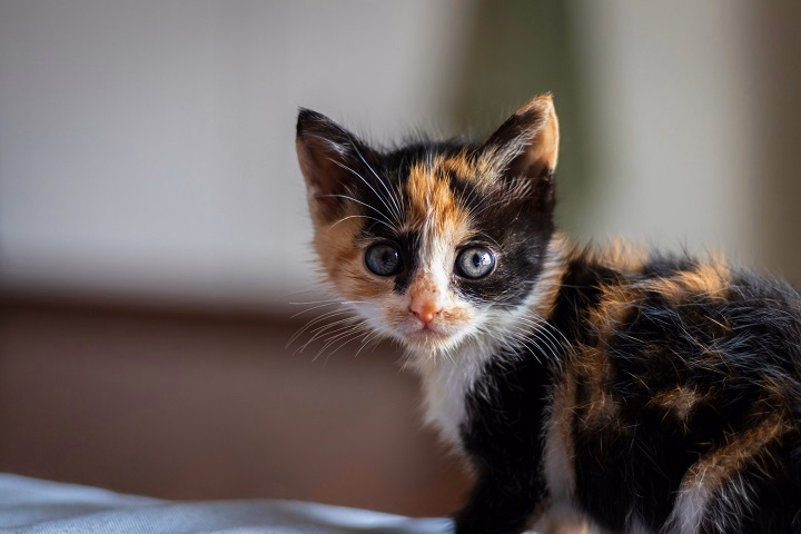 You are currently viewing Orange and Black Cats:The Unique Charm of Tortoiseshell Cats